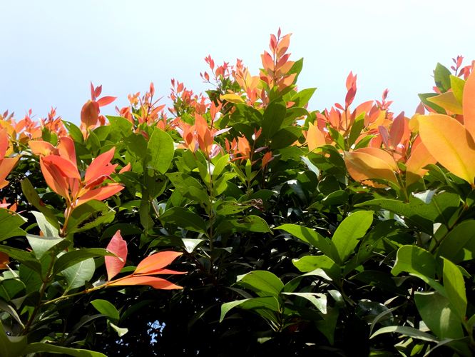  p>红鳞蒲桃(学名: i>syzygium hancei  /i>merr.