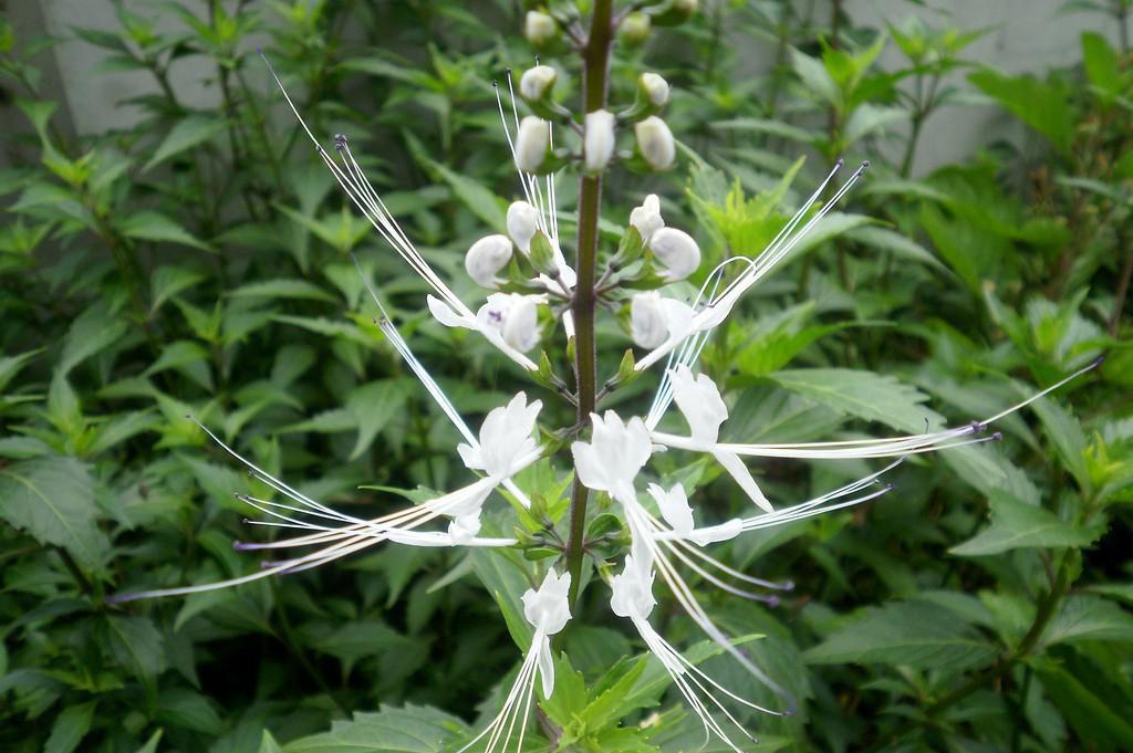 化石草