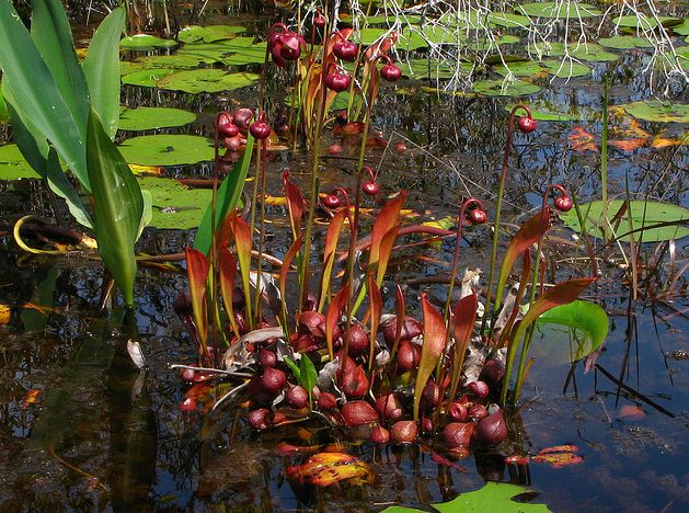  p>鹦鹉瓶子草(学名:sarracenia psittacina)为 a href="#">瓶子草属 