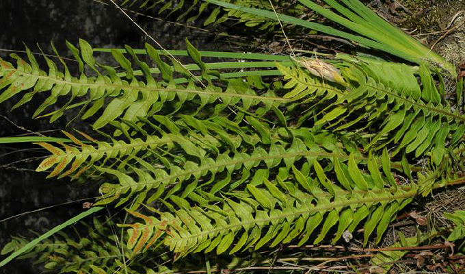  p>秦岭槲蕨(学名:drynaria sinica diels)是 a target="_blank" href