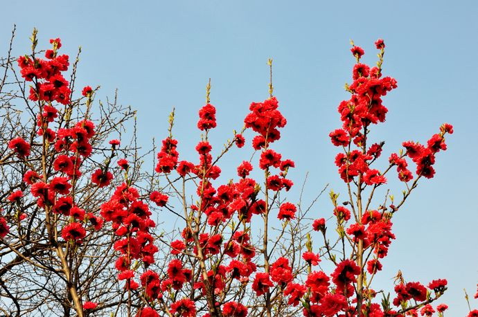  p>红帚桃(学名: i>amygdalus persica /i> linn. var.