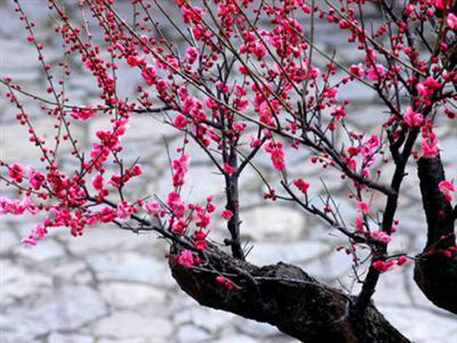  p>骨里红梅为真梅系 a target="_blank" href="/item/直脚">直脚 /a>