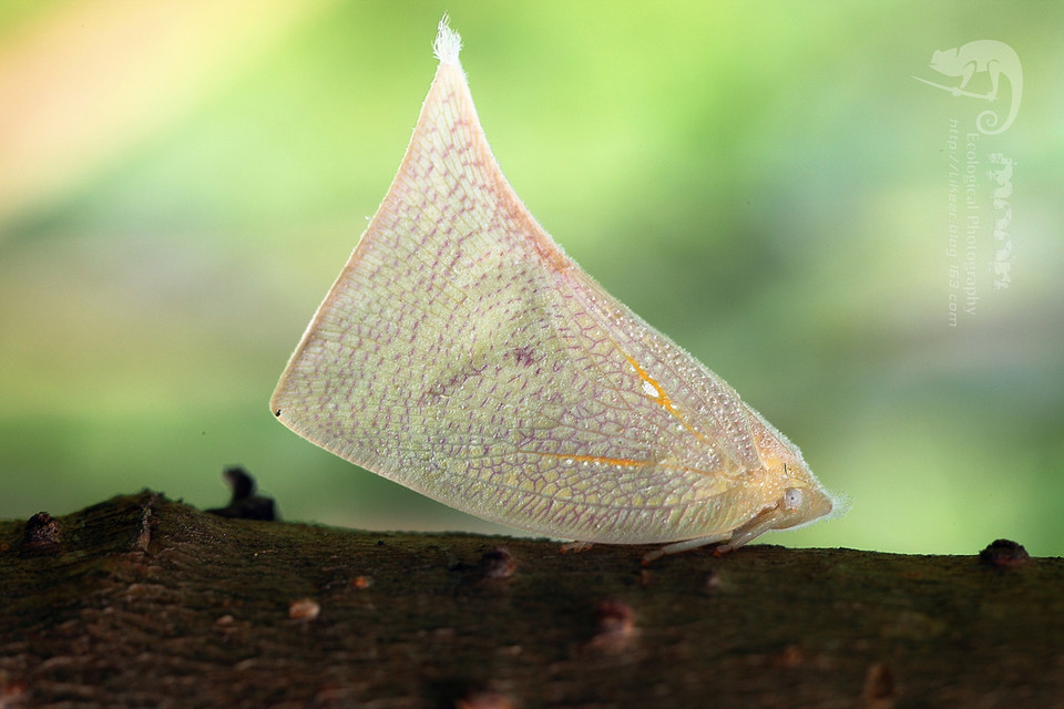  p>白蛾蜡蝉与堆蜡粉蚧皆属同翅目,前者为蛾蜡蝉科,后者为粉蚧科,主要
