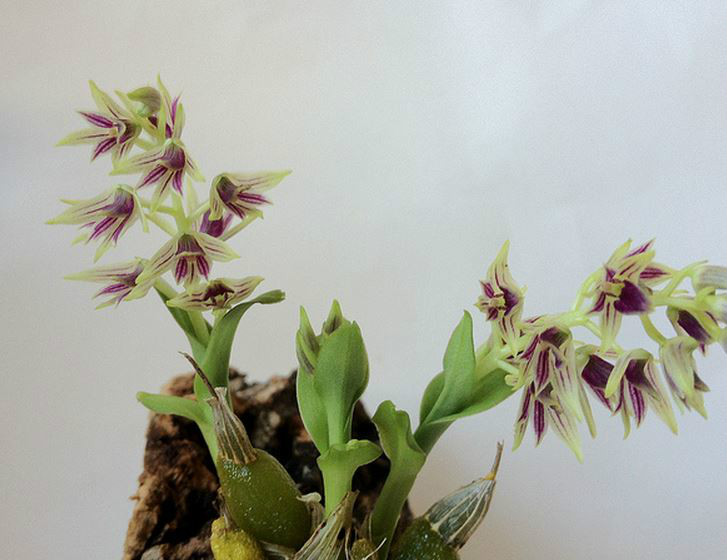  p>单葶草石斛(学名: i>dendrobium porphyrochilum /i> lindl.