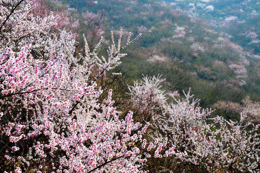 桃花山风景区