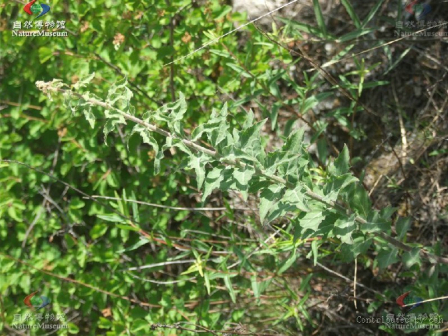 珍珠透骨草（大戟科地构叶属地构叶异名）_百度百科