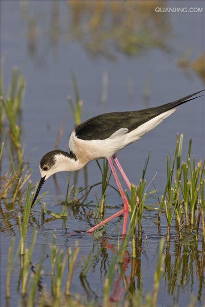  p>黑颈长脚鹬(学名: i>himantopus mexicanus /i>)是一种修长的黑白