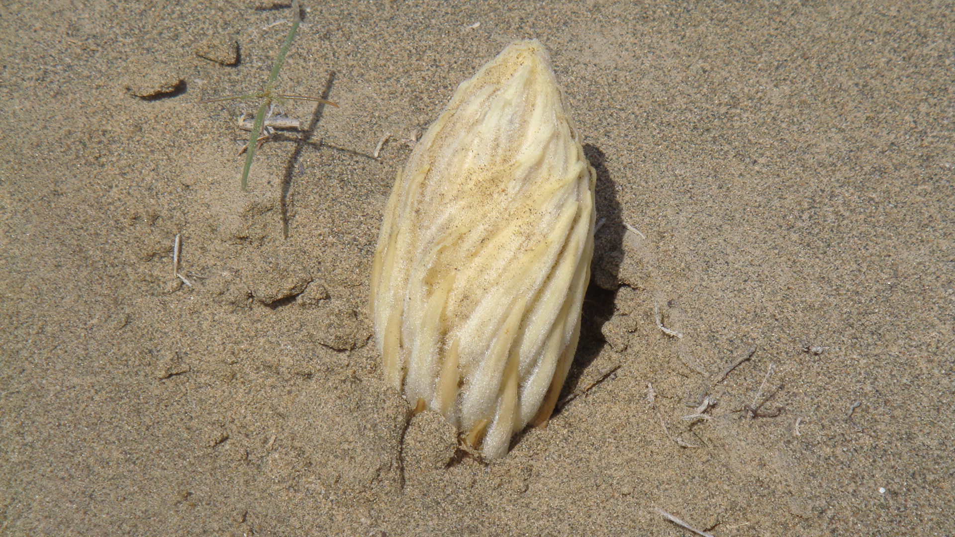  p>沙苁蓉,植株高15--70厘米.