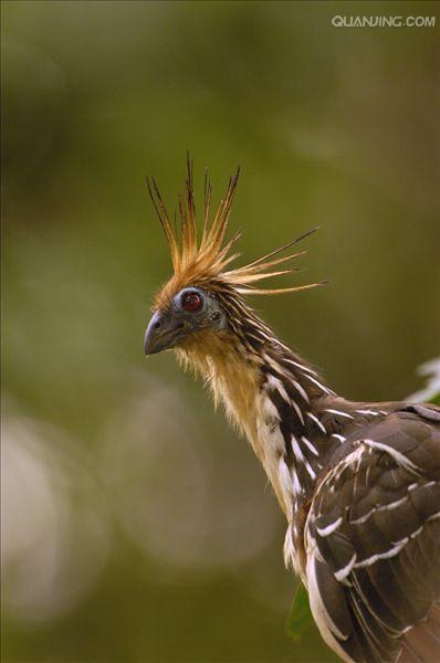  p>麝雉(学名: i>opisthocomus hoazin /i>):体长约65厘米,体重不及1