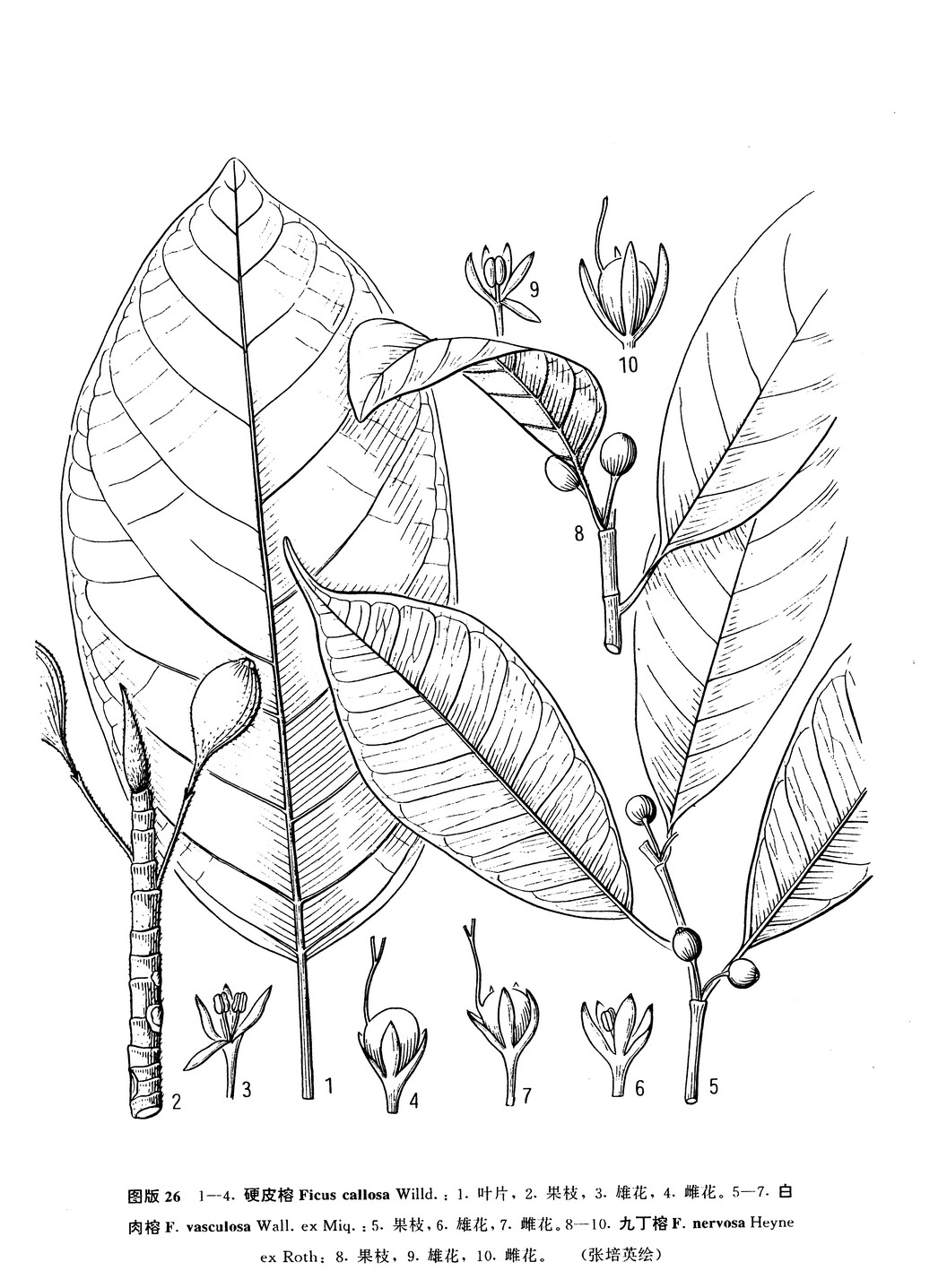 ficus callosa willd.