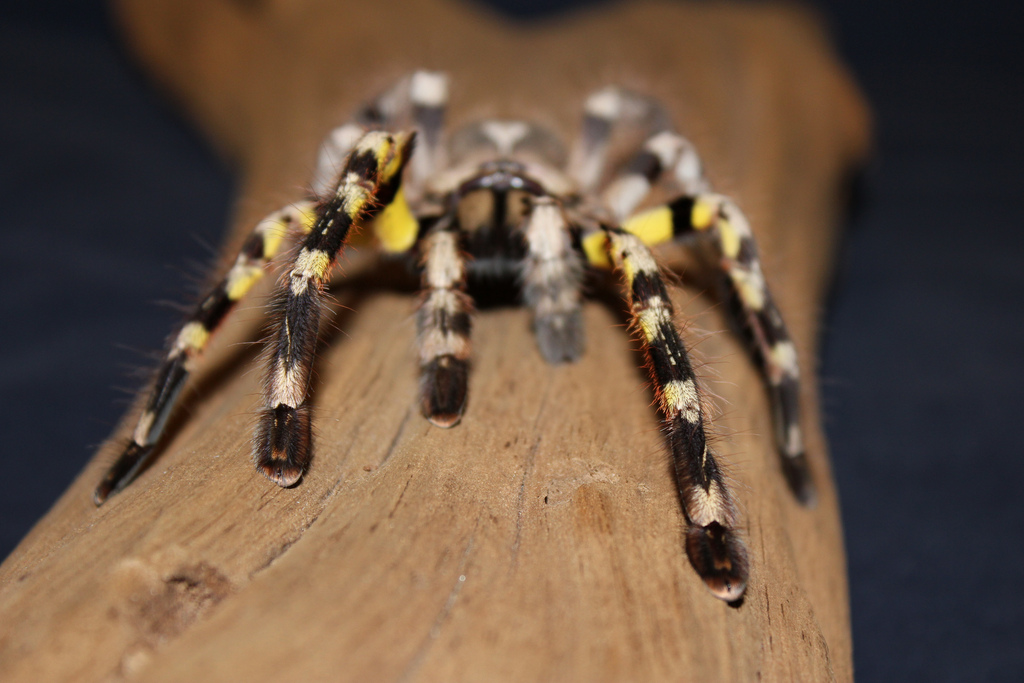 印度华丽雨林蛛