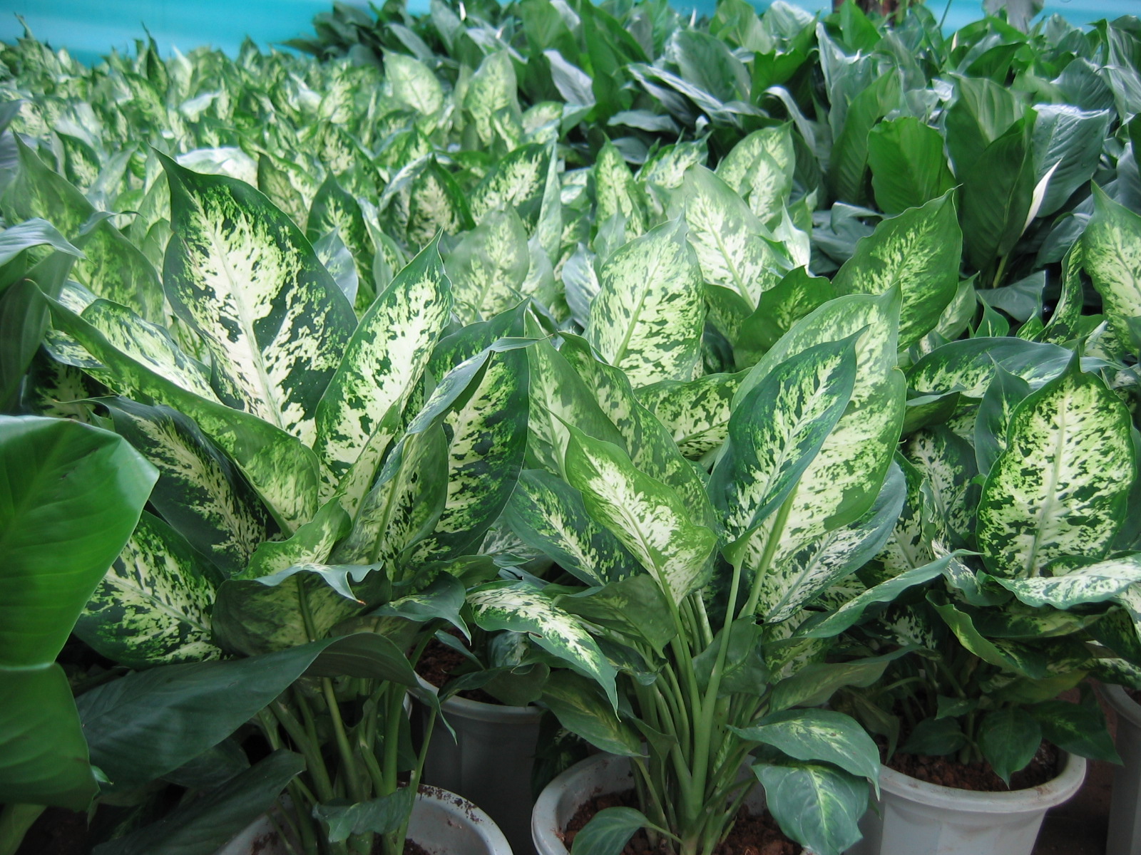 真正的万年青(真正的万年青图片万年青开怎样的花)