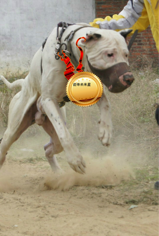  p data-id="go1adsmtr7">库达犬(bully kutta