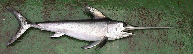  p>剑鱼(学名: i>xiphias gladius /i>),亦称"箭鱼".