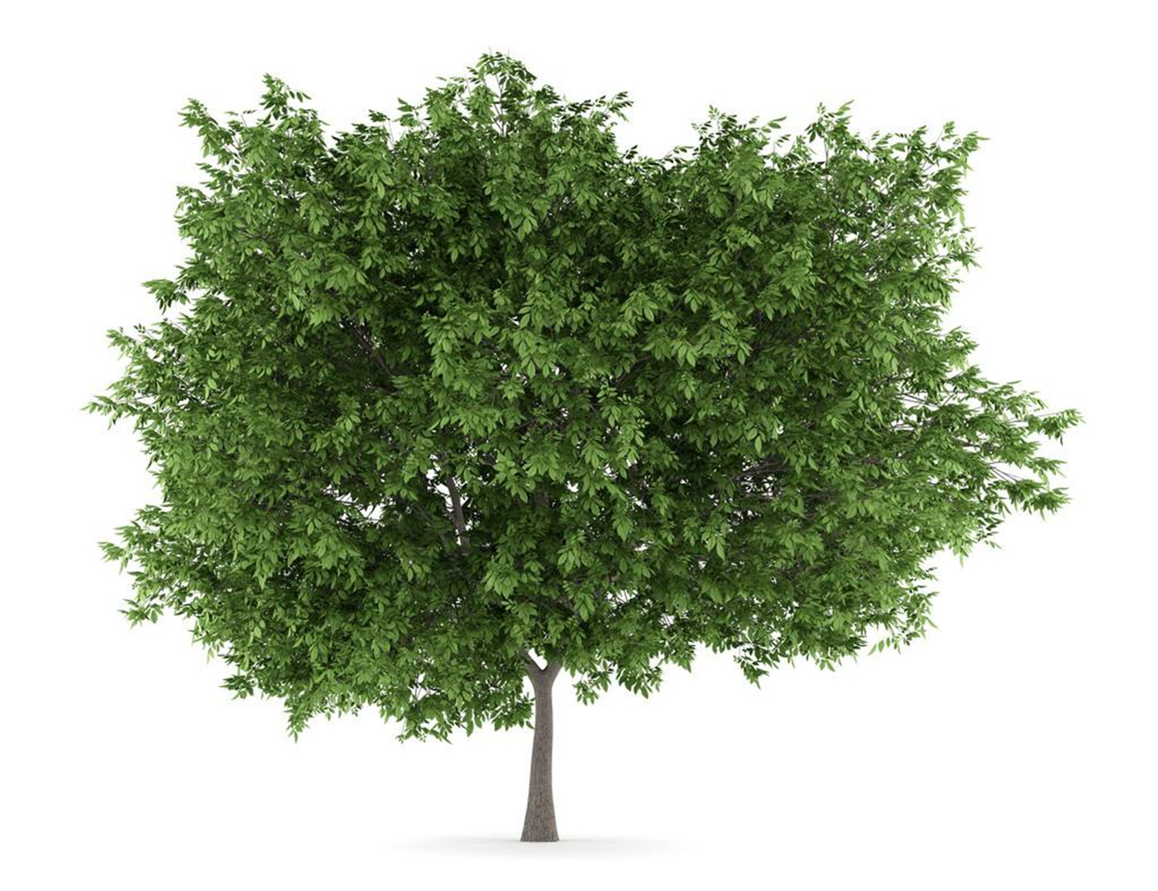  p>胡桃(拉丁学名  i>juglans regia  /i> l. ),俗称核桃 i>.