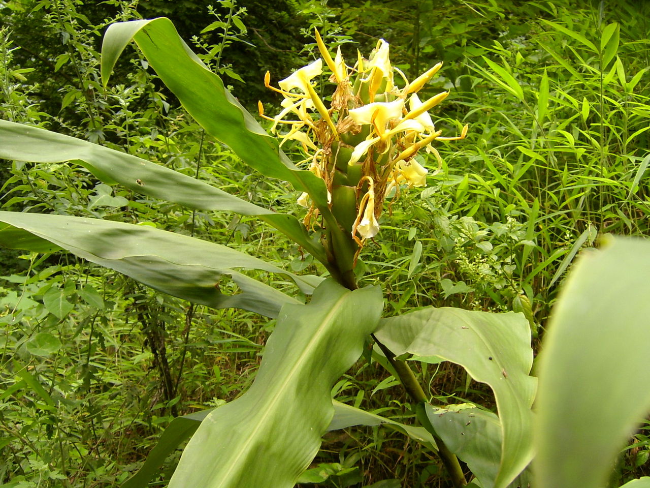 姜科,姜花属多年生草本草本芳香花卉,秋冬季开花