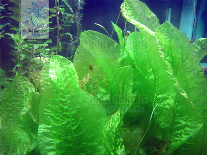  p>波叶海菜花(学名:ottelia acuminata var.