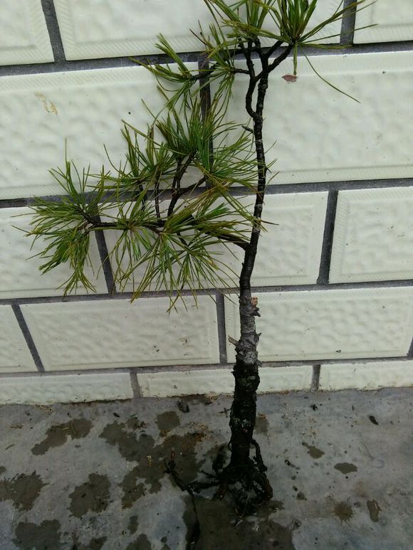 马尾松盆景(马尾松盆景图片大全欣赏)