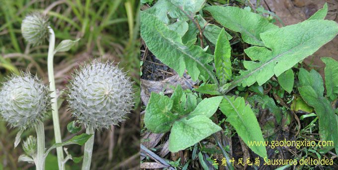 三角叶须弥菊