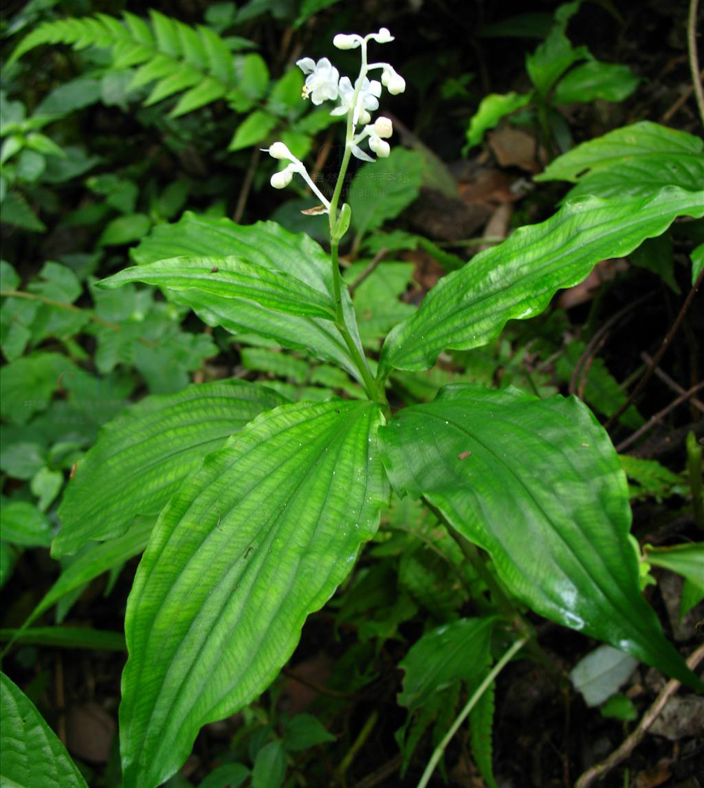  p>川杜若腊叶标本,该标本采集自重庆金佛山国家级自然保护区,采集