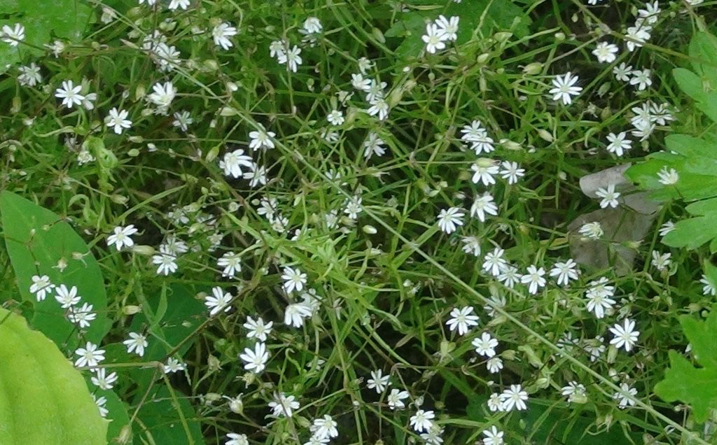  p> a href="#" data-lemmaid="4933858">北点地梅 /a>为植物界 a