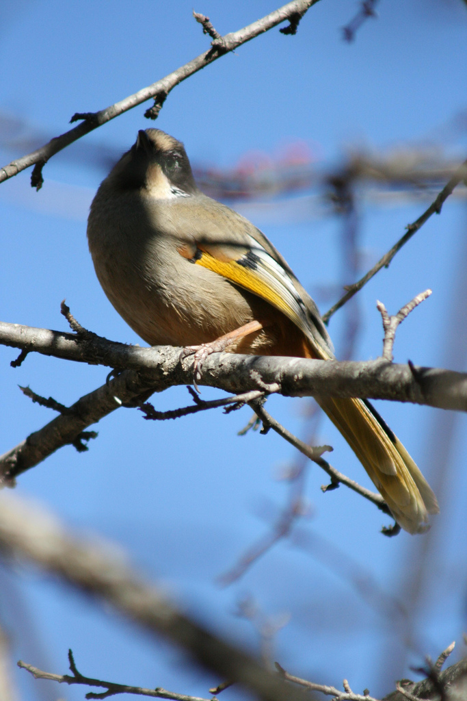  p>杂色噪鹛(学名: i>trochalopteron variegatum /i>)是噪眉科,噪鹛