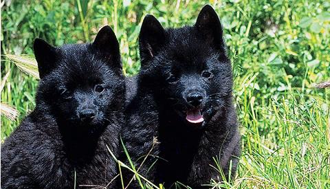 blank" href="/item/史奇派克犬">史奇派克犬,大