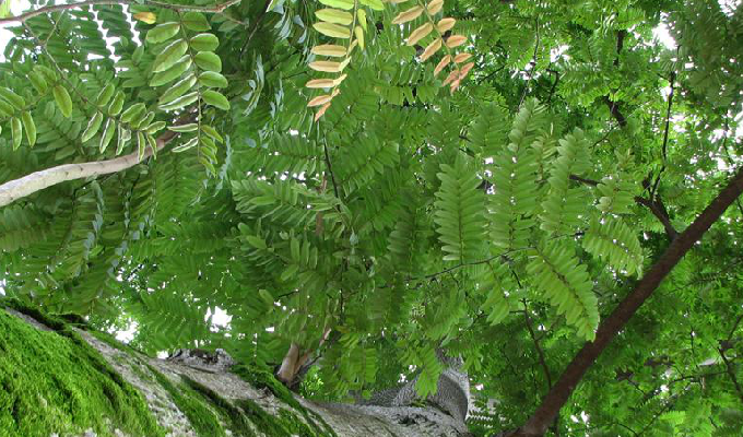  p>苏木科任豆属落叶乔木植物.