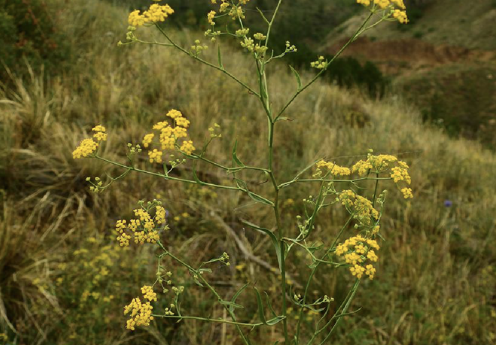  p>龙蒿(学名: i>artemisia dracunculus /i> l.)是菊科蒿属植物.