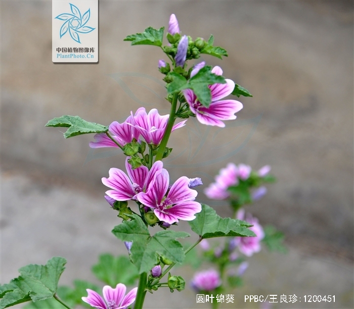  p>圆叶锦葵(学名: i>malva rotundifolia  /i>linn)是锦葵科,锦葵属