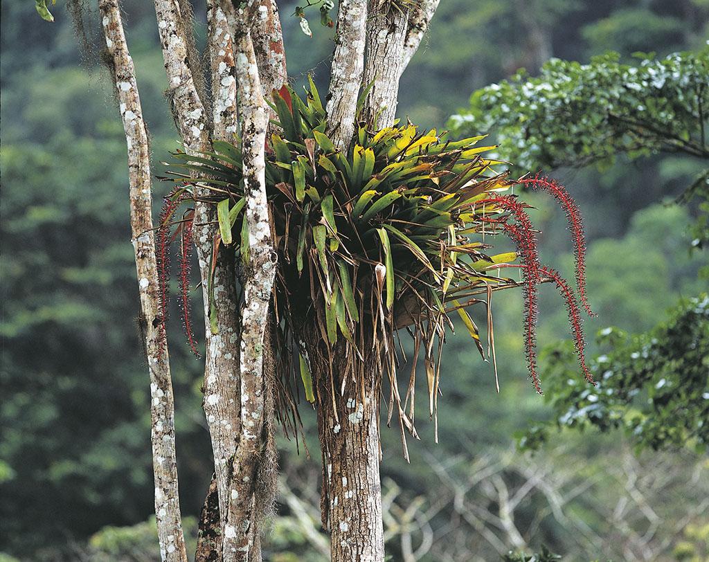  p>雨林附生植物单在 a href="#" data-lemmaid="5091863">新热带界 