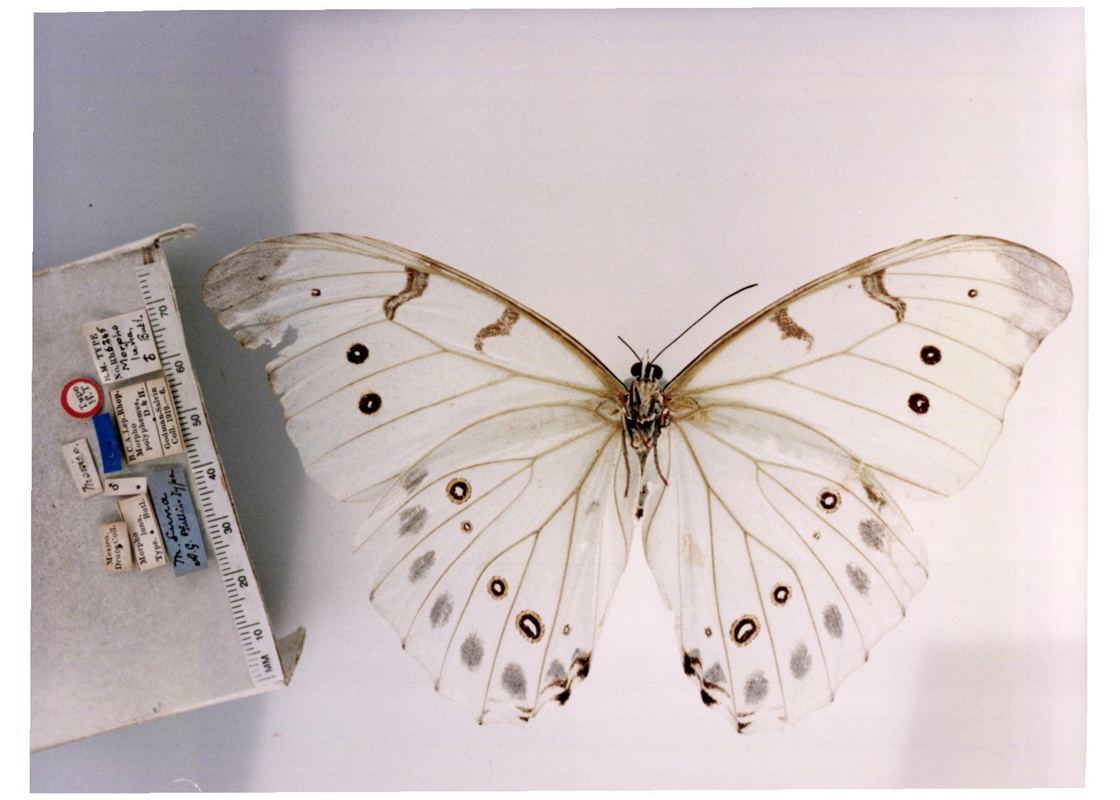  p>大白闪蝶(学名:morpho luna),鳞翅目 a href="#">蛱蝶科 /a>闪蝶属