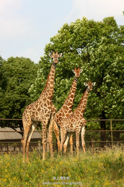 data-id="gnterwdvnb">上海野生动物园 i>(shanghai wild animal park