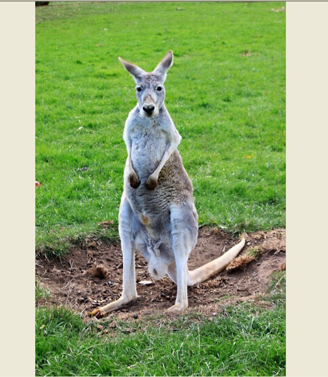  p>沙袋鼠(wallaby)是 袋鼠科( i>macropodidae /i>)几种中等大小的有