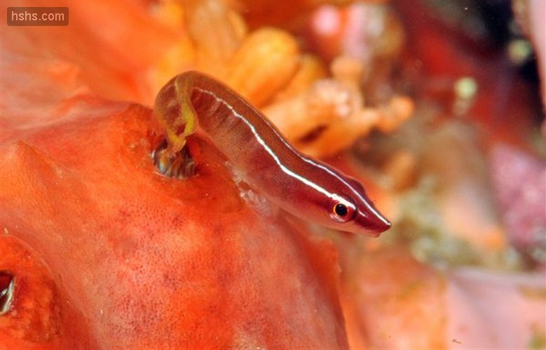 印度异齿喉盘鱼