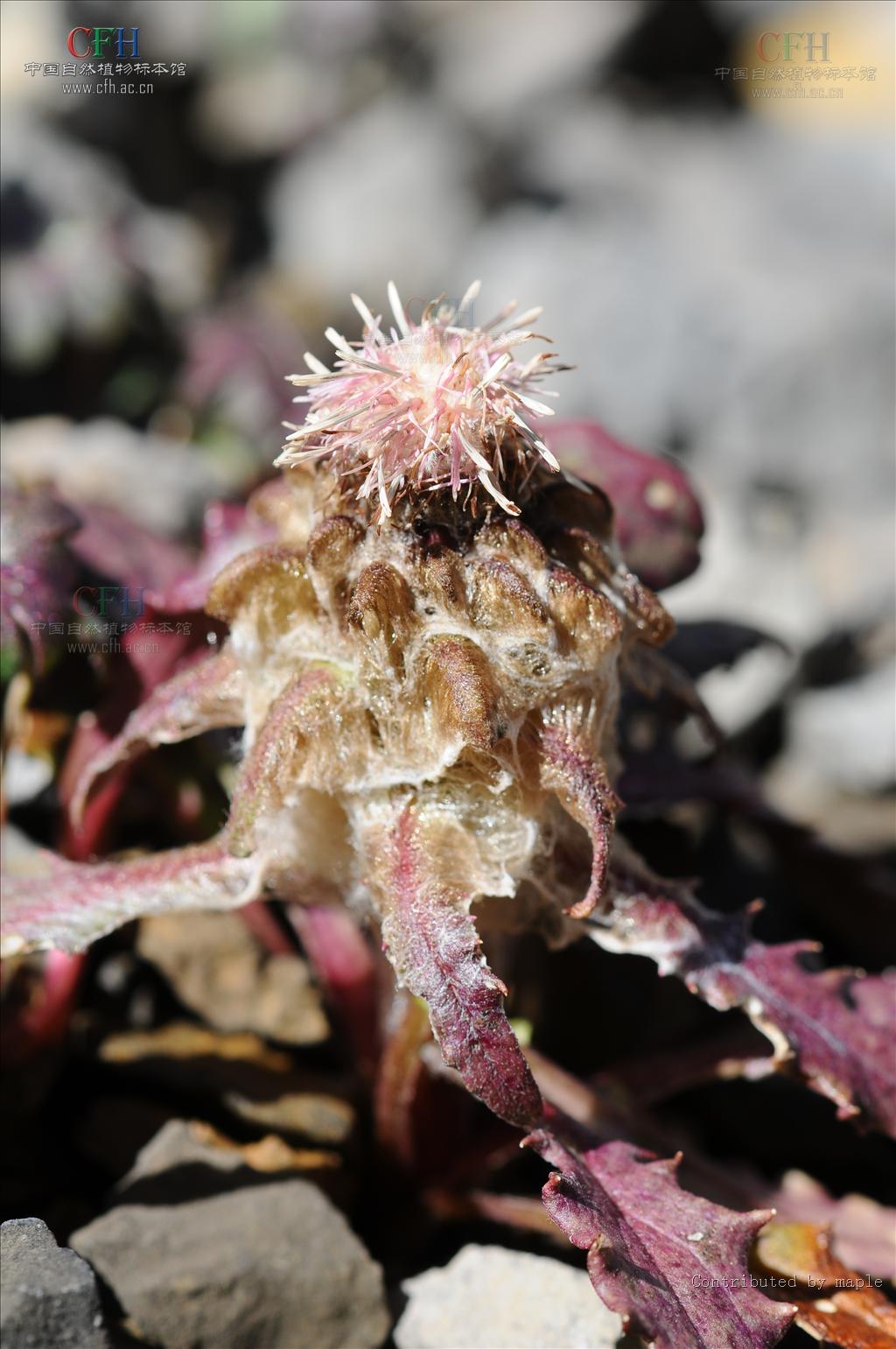  p>雪兔子(学名: i>saussurea gossipiphora /i> d.