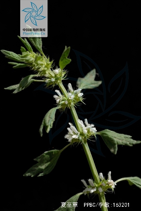 夏至草