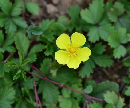 绢毛匍匐委陵菜