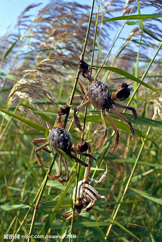  p>方蟹科(grapsidae)包括一些头胸甲呈方形,额缘较宽而眼柄较短的蟹