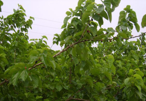 常青树（常青植物）_百度百科