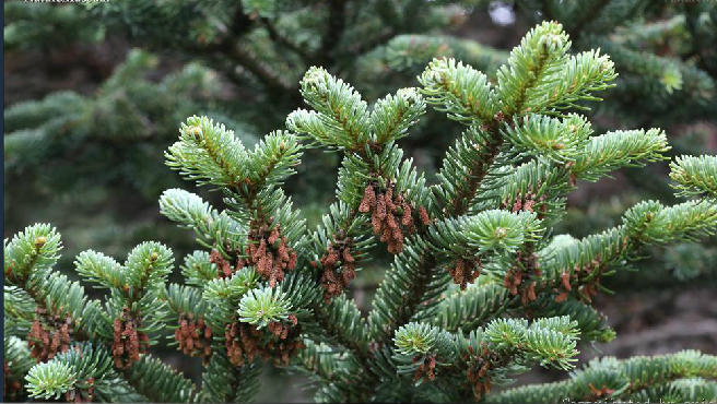 abies squamata mast.