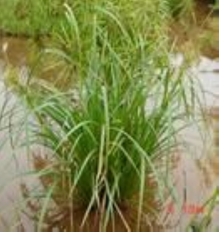  p> a target="_blank" href="/item/双柱头藨草/3915311" data-lemma