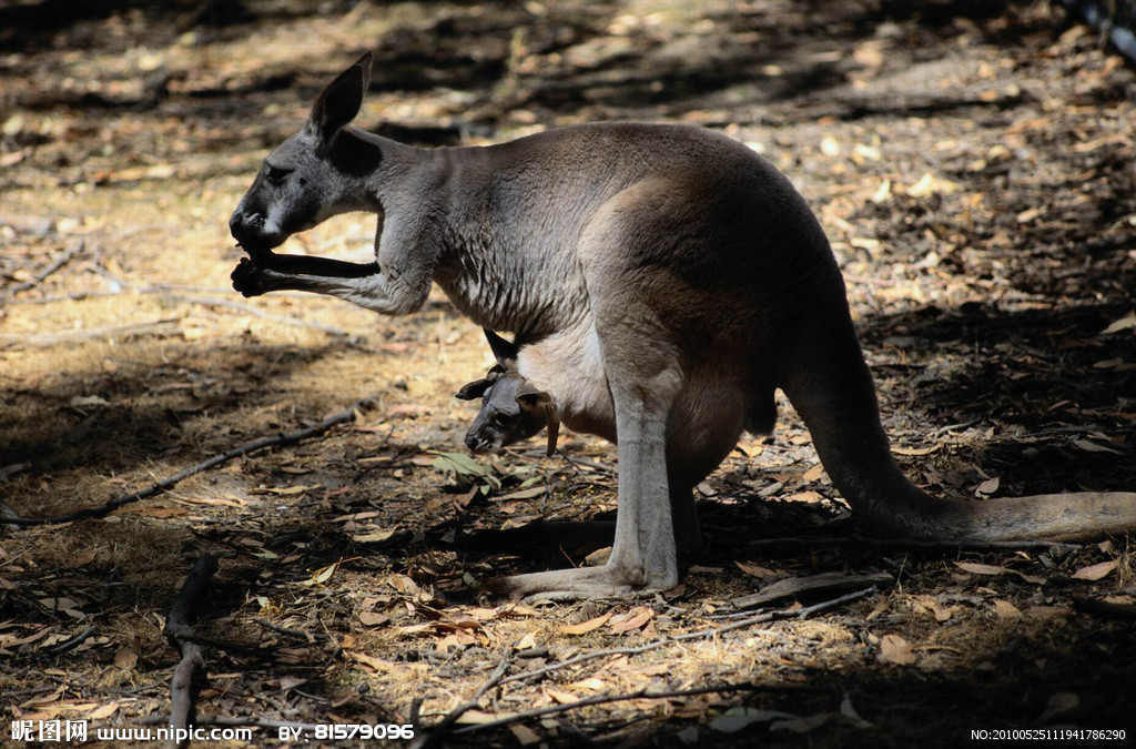  p>荒漠袋鼠(caloprymnus campestris),又名沙漠大袋鼠,是已 a target