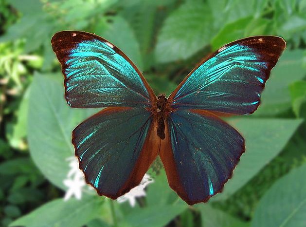 塞浦路斯闪蝶(学名:morpho cypris)是鳞翅目,蛱蝶科,闪蝶属的一种蝴蝶