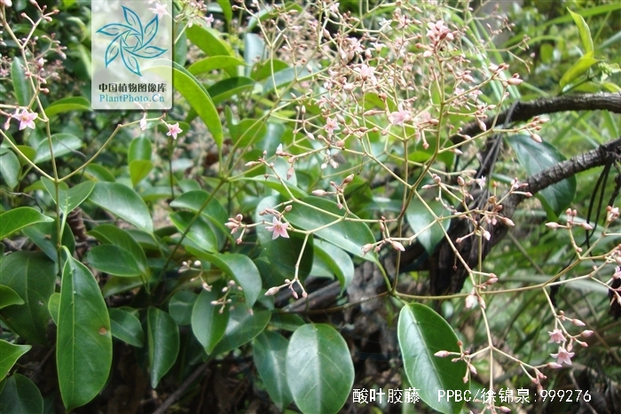  p>酸叶胶藤,别称:头林心(广西思乐);斑鸪藤,厚皮藤(广东海南);藤风