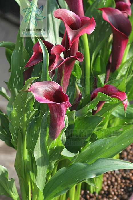  p>红马蹄莲( i>zantedeschia rehmannii   /i>engl.