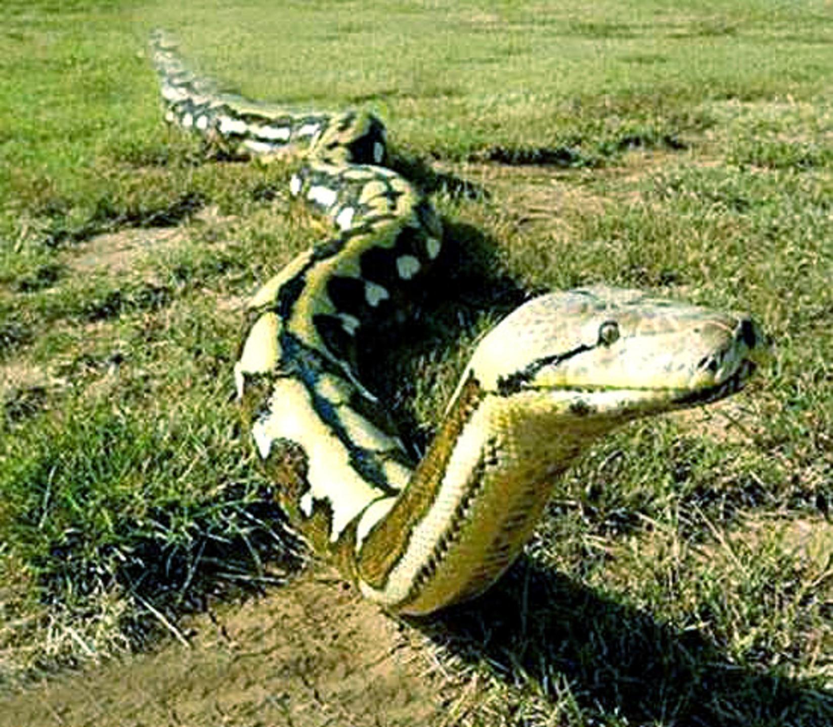  p>网纹蟒(拉丁文名:reticulated python)又称为 a target="_blank"