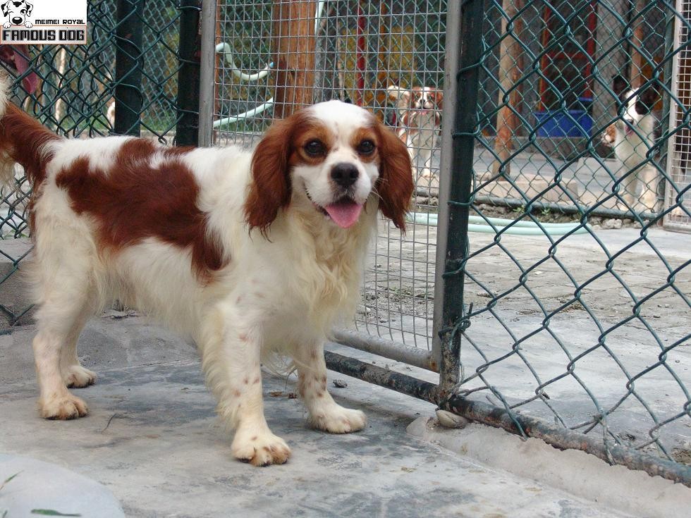 查理王小猎犬