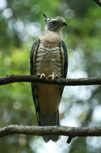  p>凤头鹃隼(学名: i>aviceda subcristata /i>):为鹰科鹃隼属的鸟 a