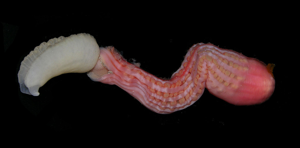 已知的种类约有150种.螠虫动物与星虫动物栖息环境相似,但主要